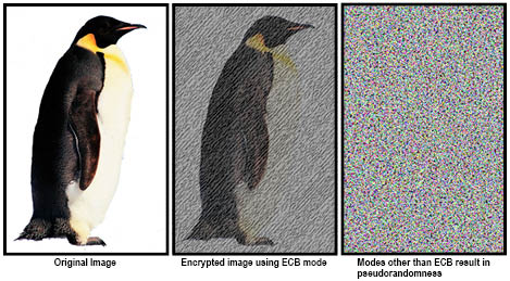 penguinencrytdia